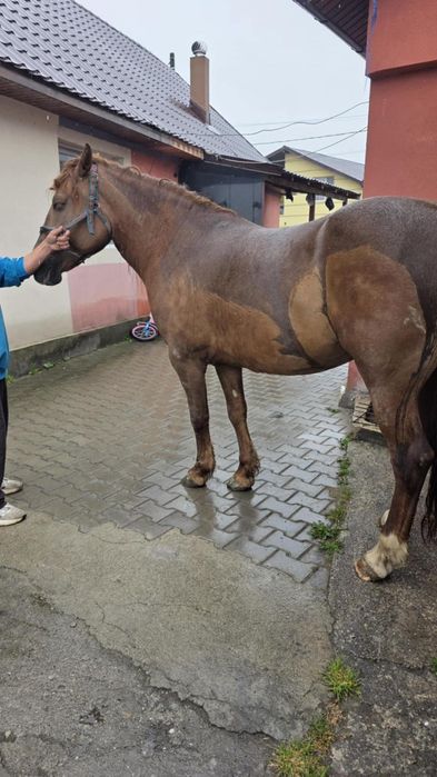 Vând iapa bună cuminte