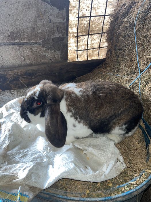 Iepuroaica berbec german