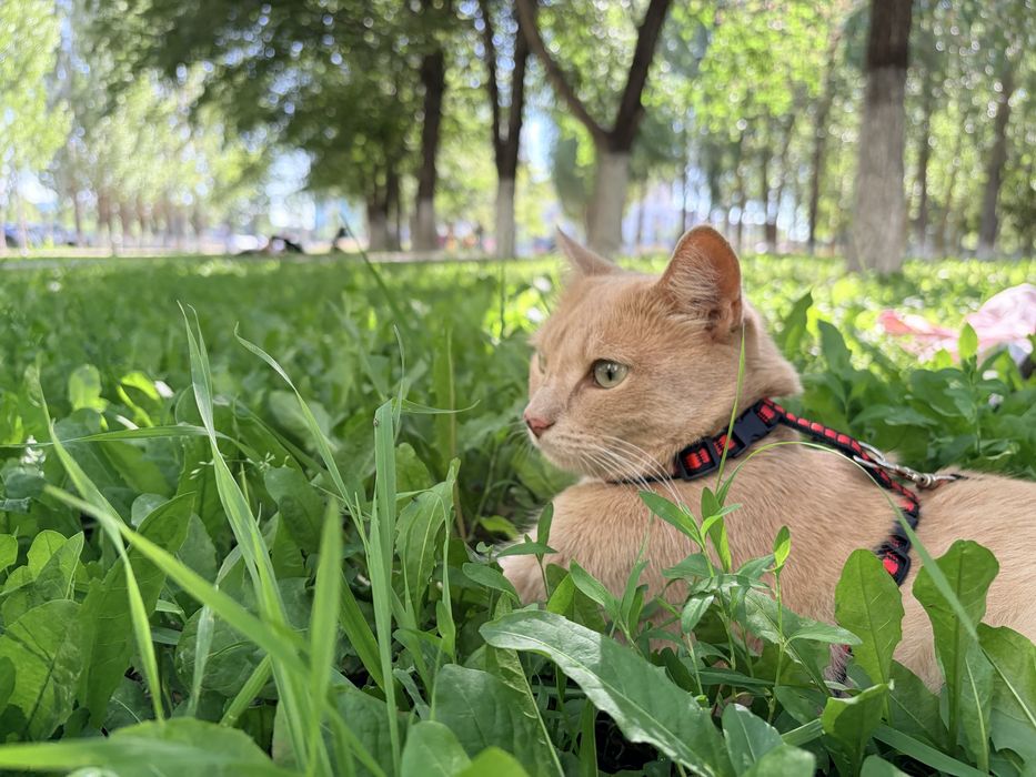 Рыжий Кот ищет дом