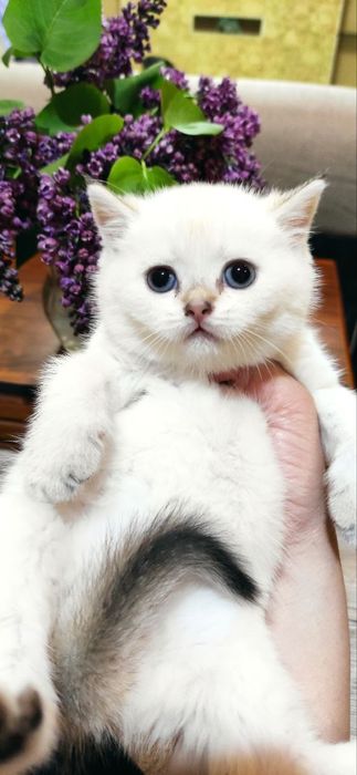 Продаются шикарные котята скотиш фолд и скотиш страйт