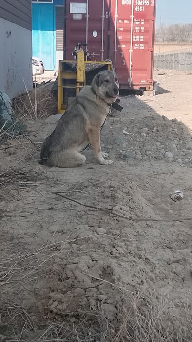 Молодая сука Тобет