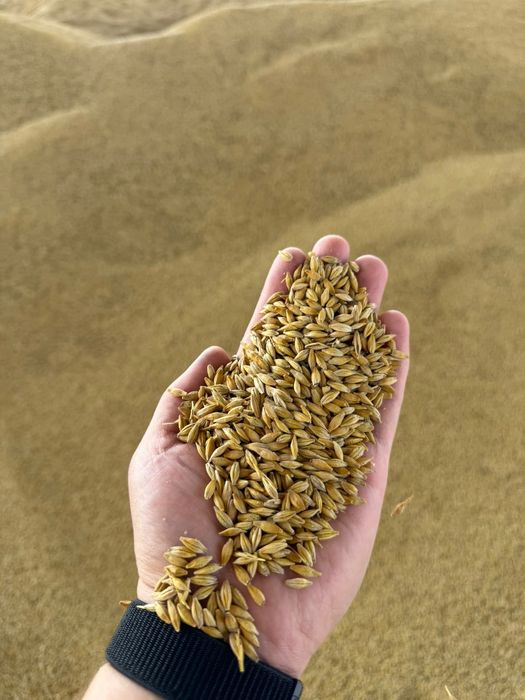 Овёс.Зерновой чат!