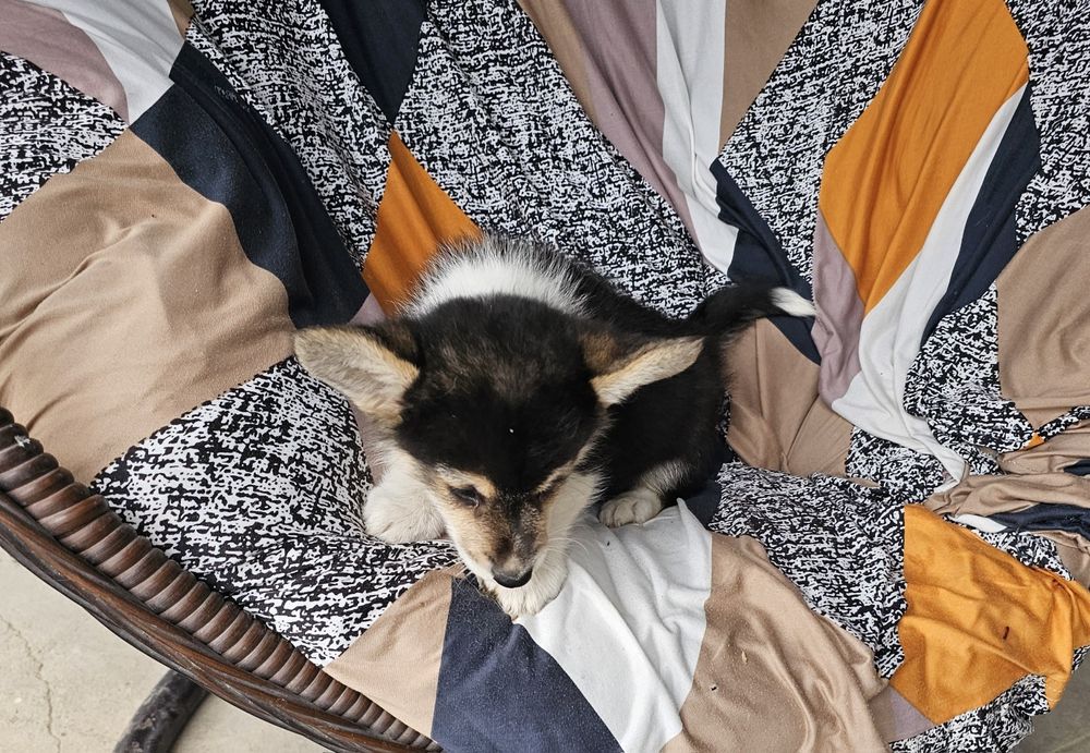 Корги красавец в чёрном плаще