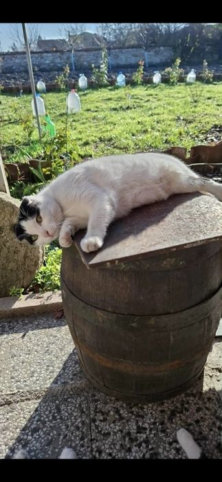 Подарявам ирланско клепоухо коте