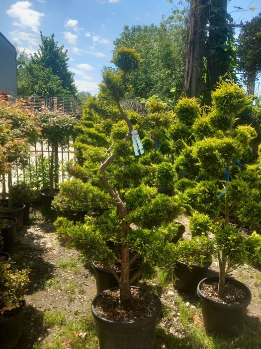 Plante ornamentale