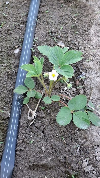 Саженцы черный принц сладкий