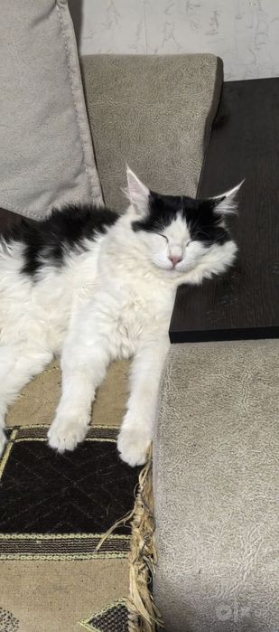 Продаются Домашние котята