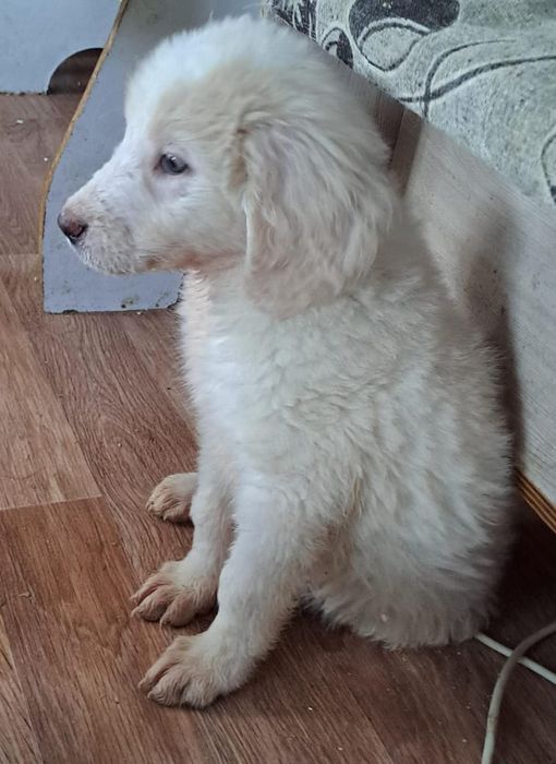 Щенки в добрые руки