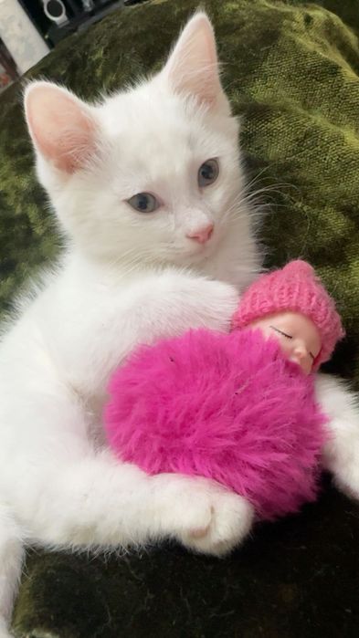Котята в любящую семью