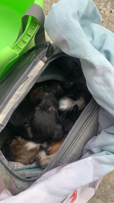 ДАРЮ Щенят спаниеля