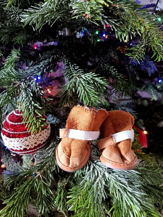 Ghetuțe totoșei Chihuahua, Pomeranian, Bichon Maltez, Yorkshire