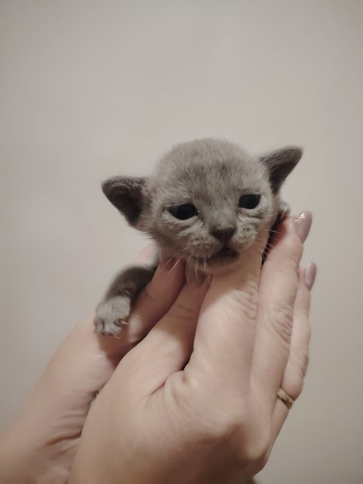 Европейская бурма соболь