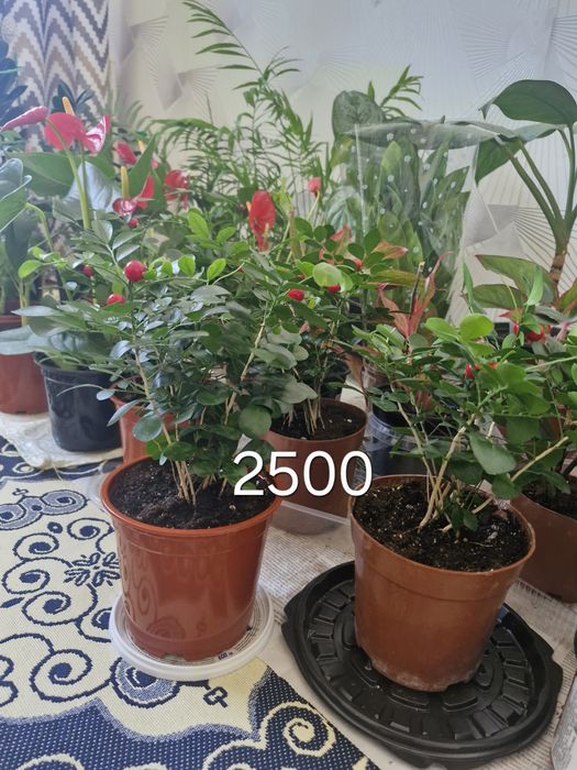 Уй гүлдері арзан