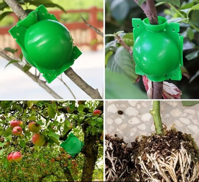 Кутия за развитие на корени