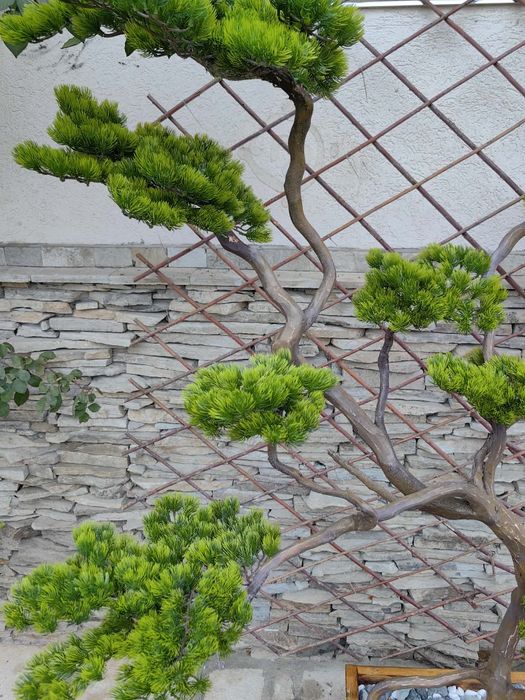 Ръчно изработен японски стил бонсай уникат.