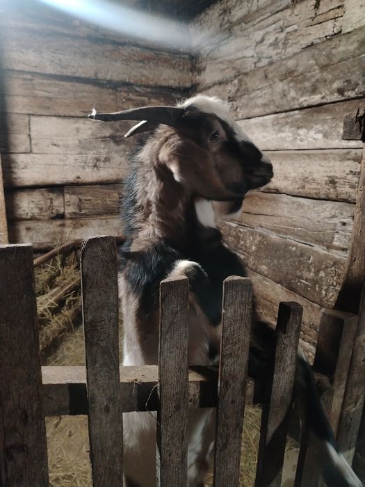 Продам козла 5 месяцев