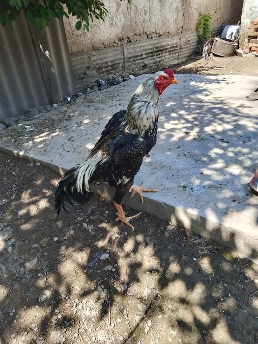 Шоже кораз сатылады