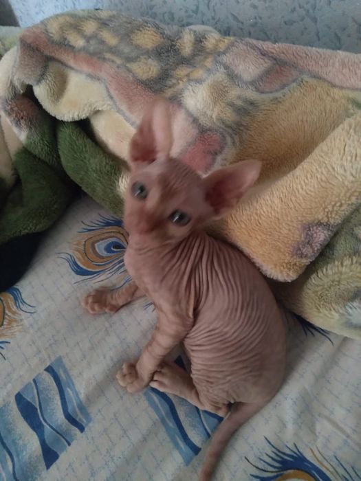 котенок сфинкс, 2 месяца