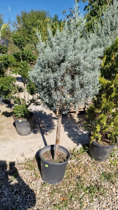 Diferite specii de plante laghiveci sau direct din pamant