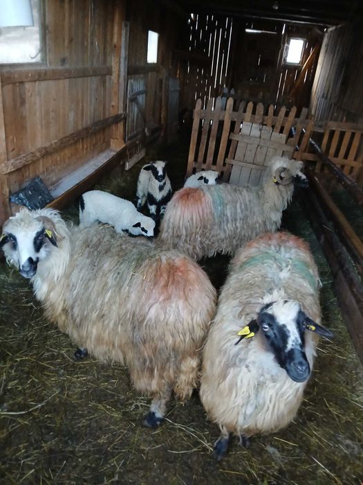 Oi turcane de vanzare