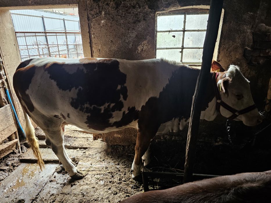 De vânzare junincă Bălțată Românească