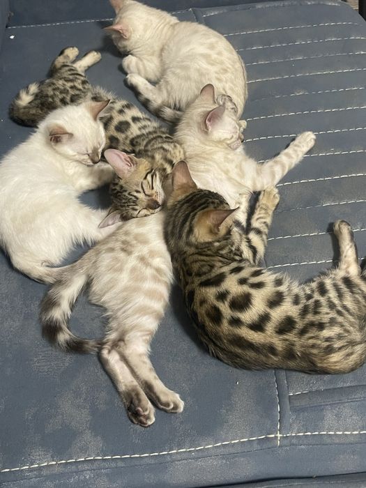 Elitniy bengallar arzon narxda sotiladi