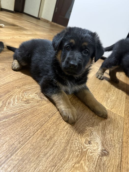 Продается щенок немецкой овчарки ( девочка)