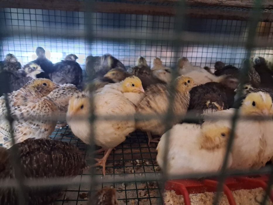 Pui de Prepeliță Ouă prepeliță consum si incubat Prepelițele