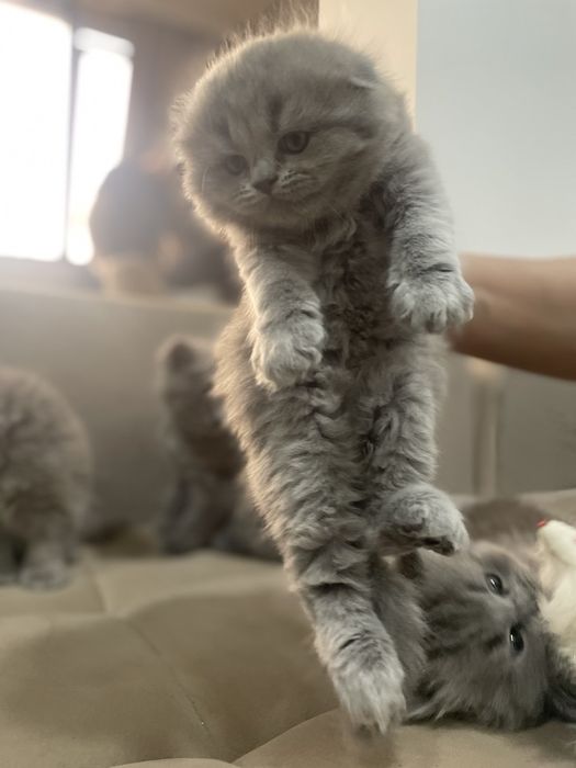 Шотландские котята кудрявые чистокровные