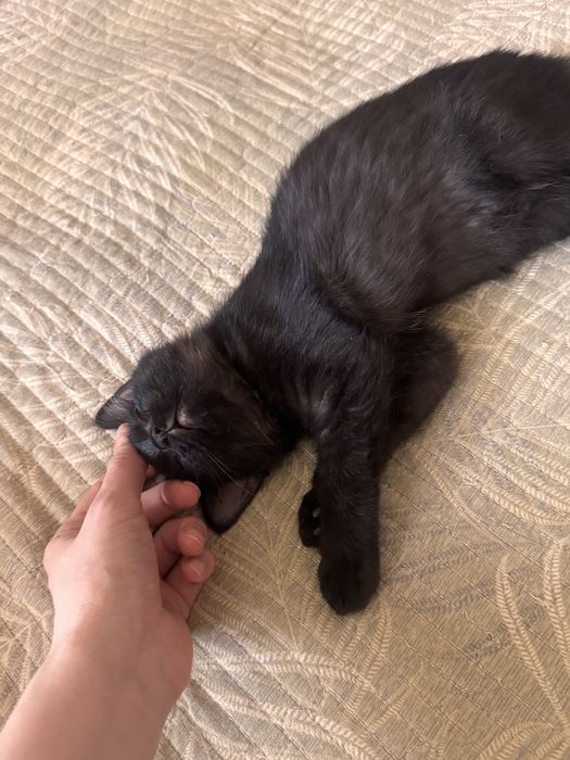 Котенок в добрые руки. Игривая девочка. Метис британки. Есть паспорт
