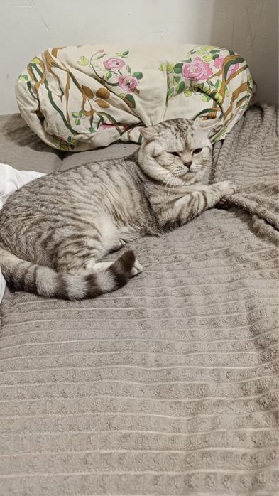 Продам котят шотладцев