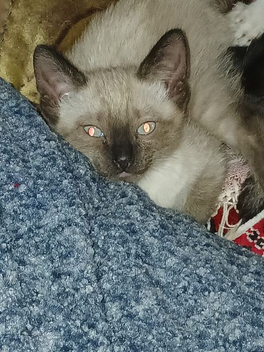 Очень хорошенькие котята