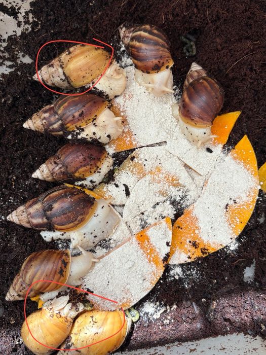 Yuz uchun ahatina ulitkala, улитка