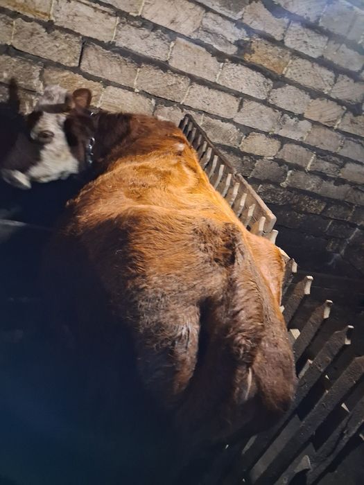 Продам корову крупная