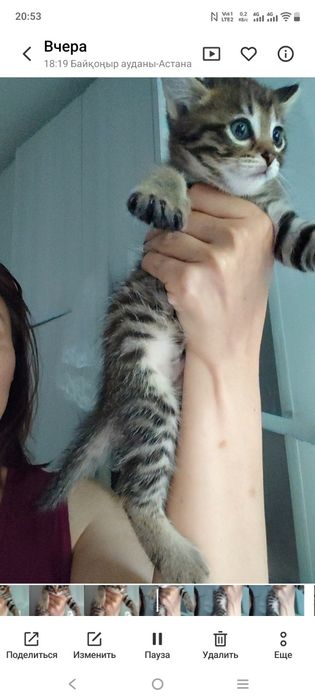 Котенок девочка Мия