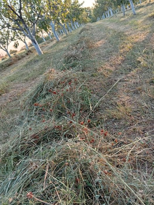 Fân și lucernă Argeș