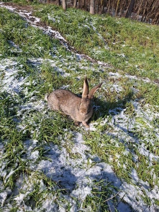 Iepuri mici și adulti
