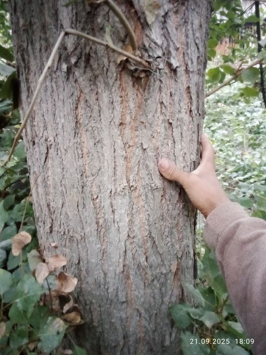 Teraklar sotiladi oq va koʻk terak