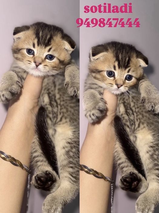 skitka yangi yilga skotisha fold sotilvodi