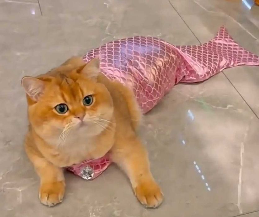 Костюм купальник русалки для кошек