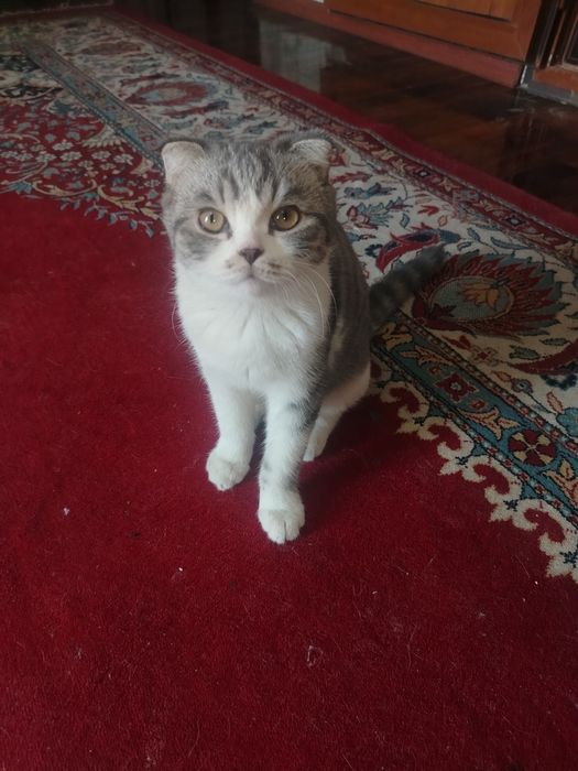 Кот : Скоттиш фолд