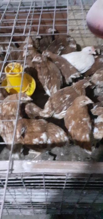 Продам цыплят Ломан браун.
