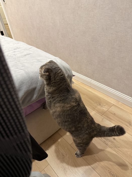 Отдам домашнюю кошку