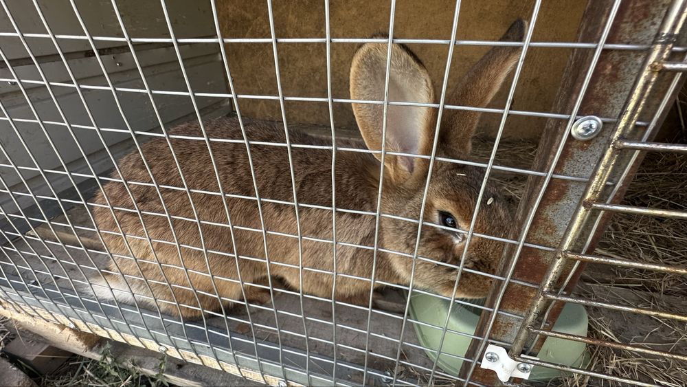 Кролики 5 месяцев