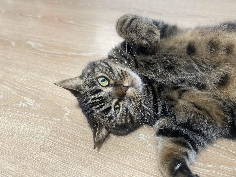 Отдам в хорошие руки