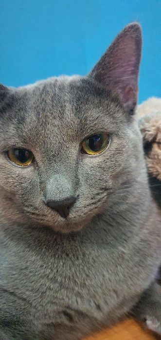 Pisica spre adoptie motanel