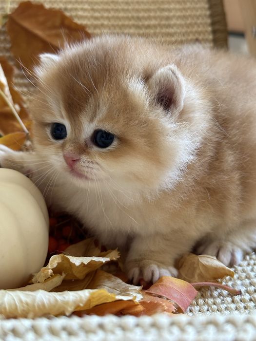 Котята Бритаские Шиншиллы