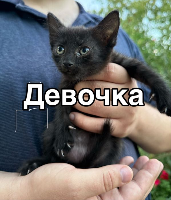 Котята бесплатно