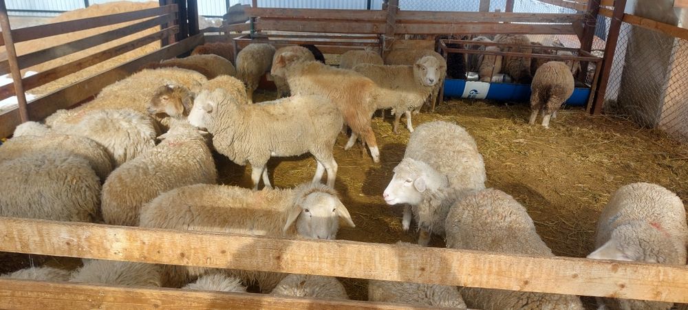 Продам баран домашних