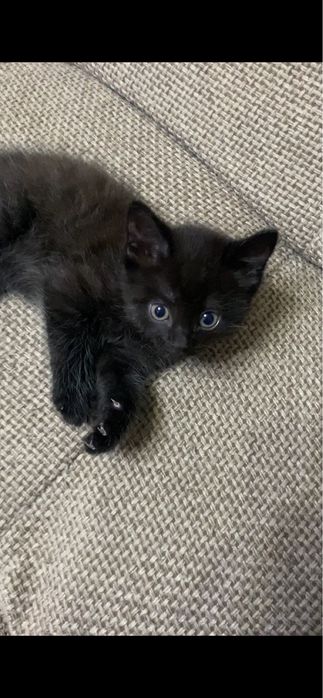 Котенок 1 месяц